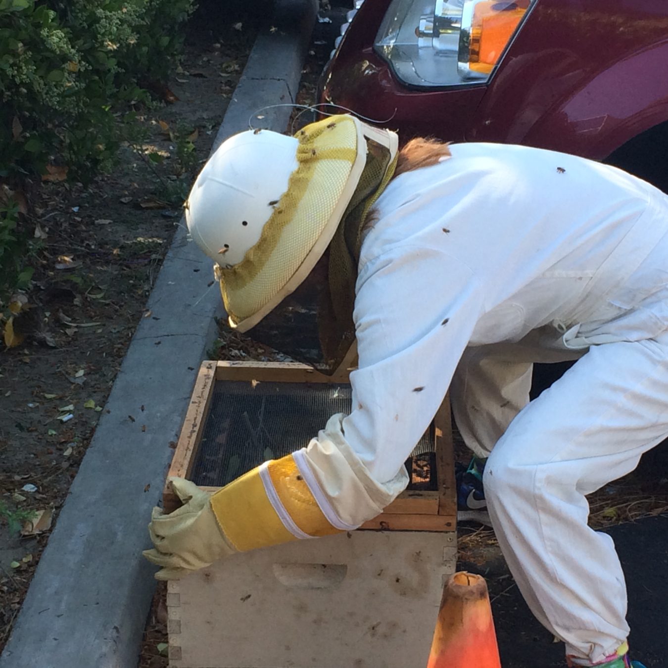 Bee Rescue in Calabasas