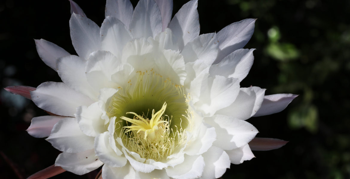 Echinopsis or Golden Torch. Photo by Eric Fitzgerald