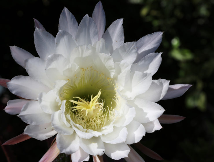 Echinopsis or Golden Torch. Photo by Eric Fitzgerald