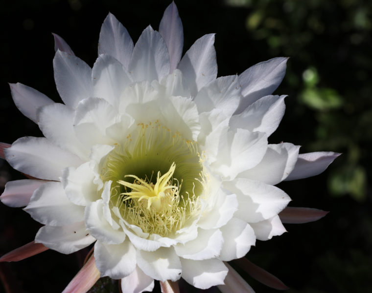 Echinopsis or Golden Torch. Photo by Eric Fitzgerald