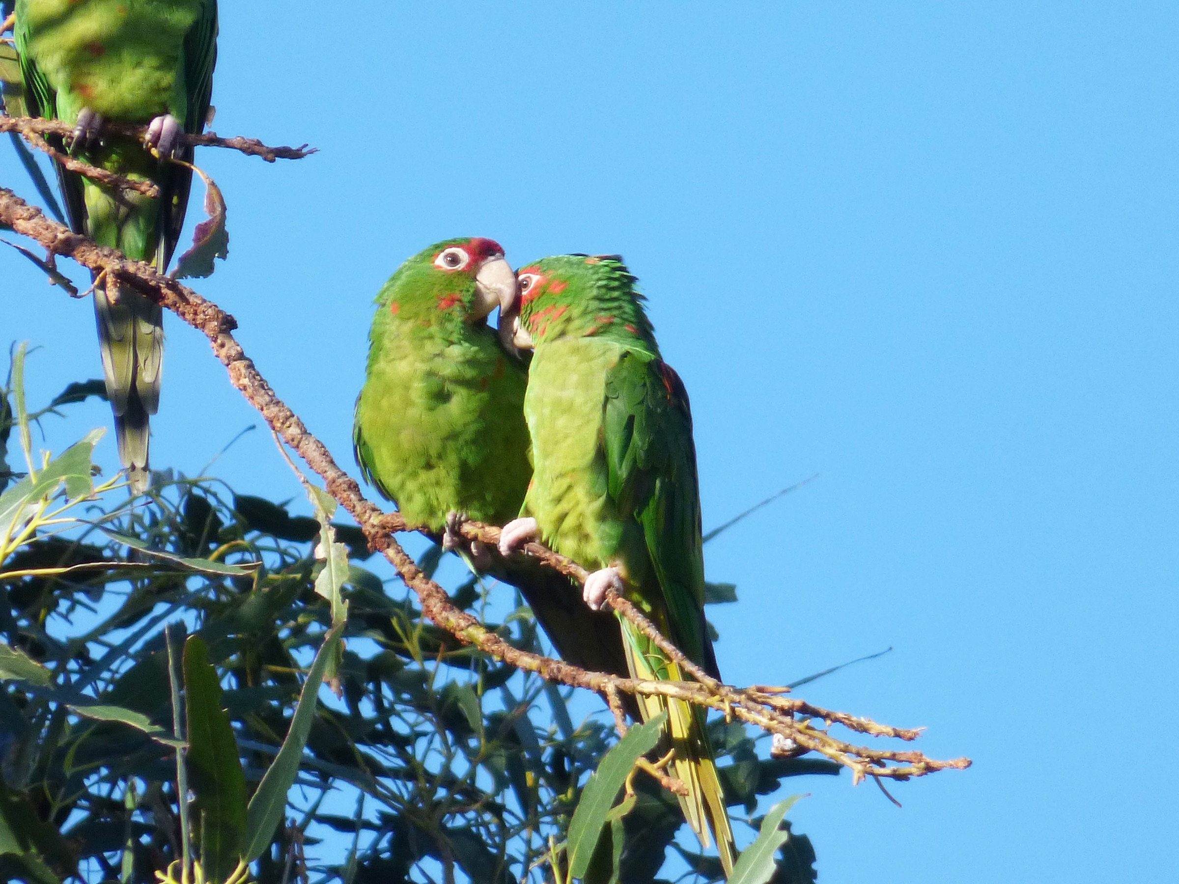 la green parrots