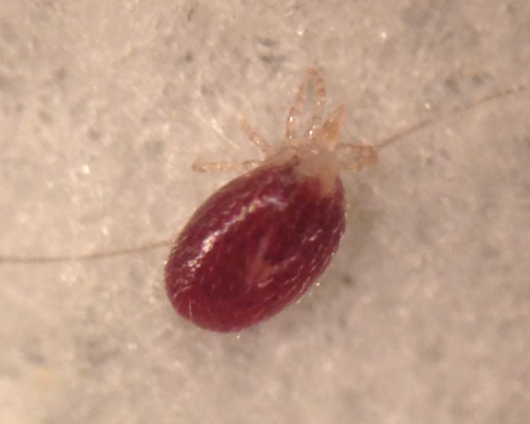 Les acariens du rat ? Eh bien, maintenant vous savez Li