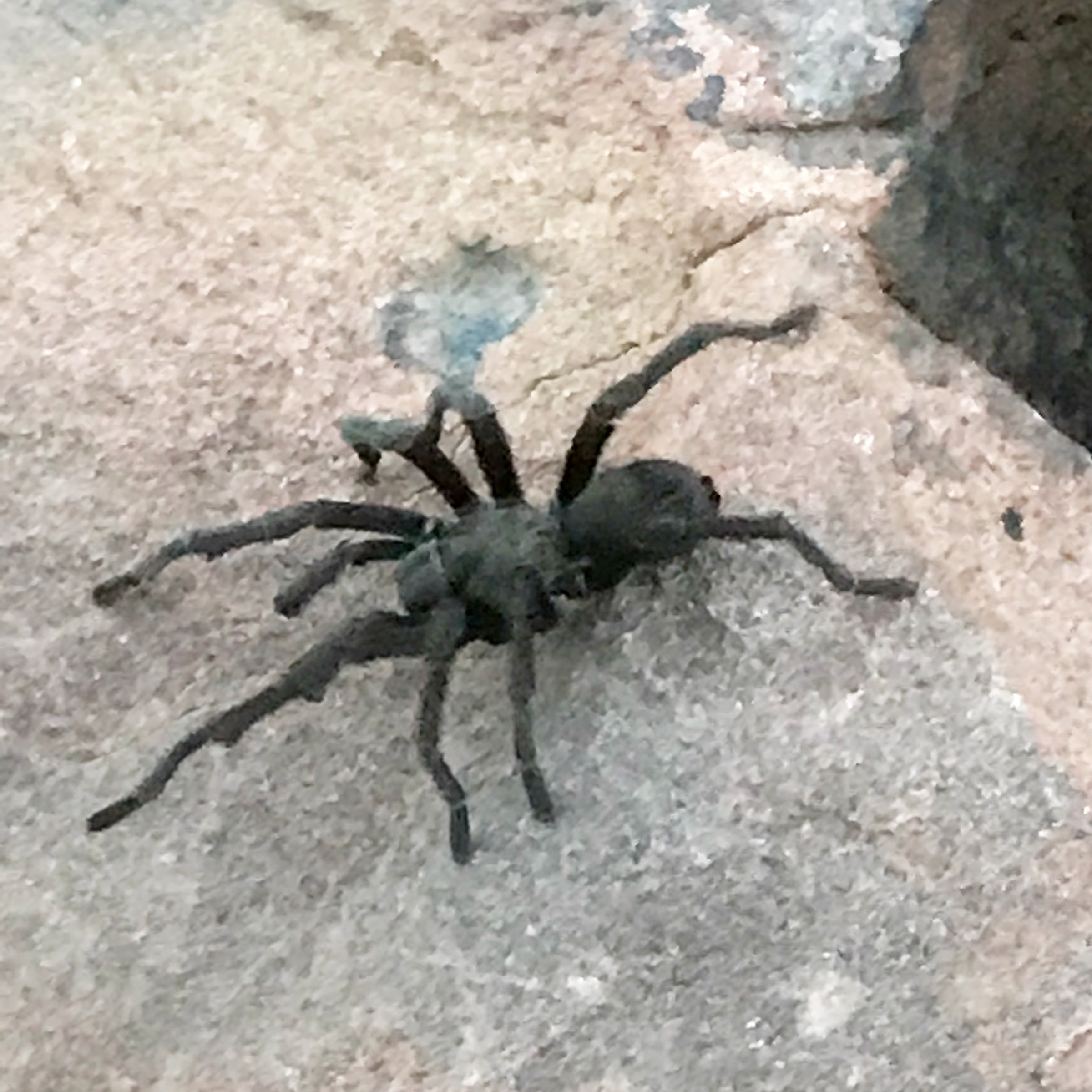 The Lives and Loves of Tarantulas – M'Online