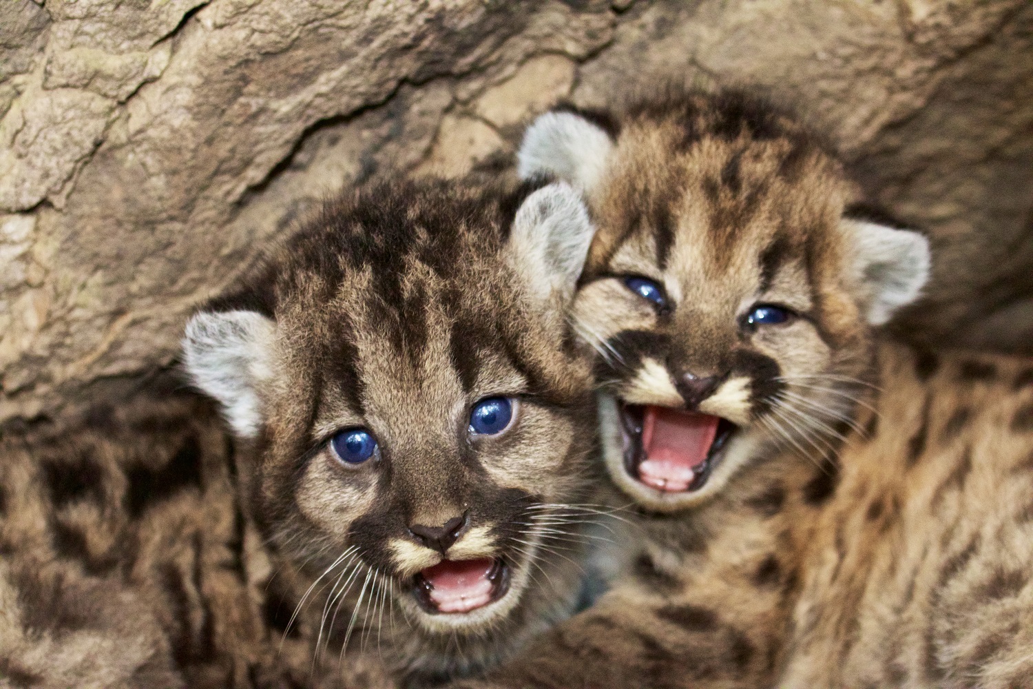 Cougar Cubs Make Their Debut M Online