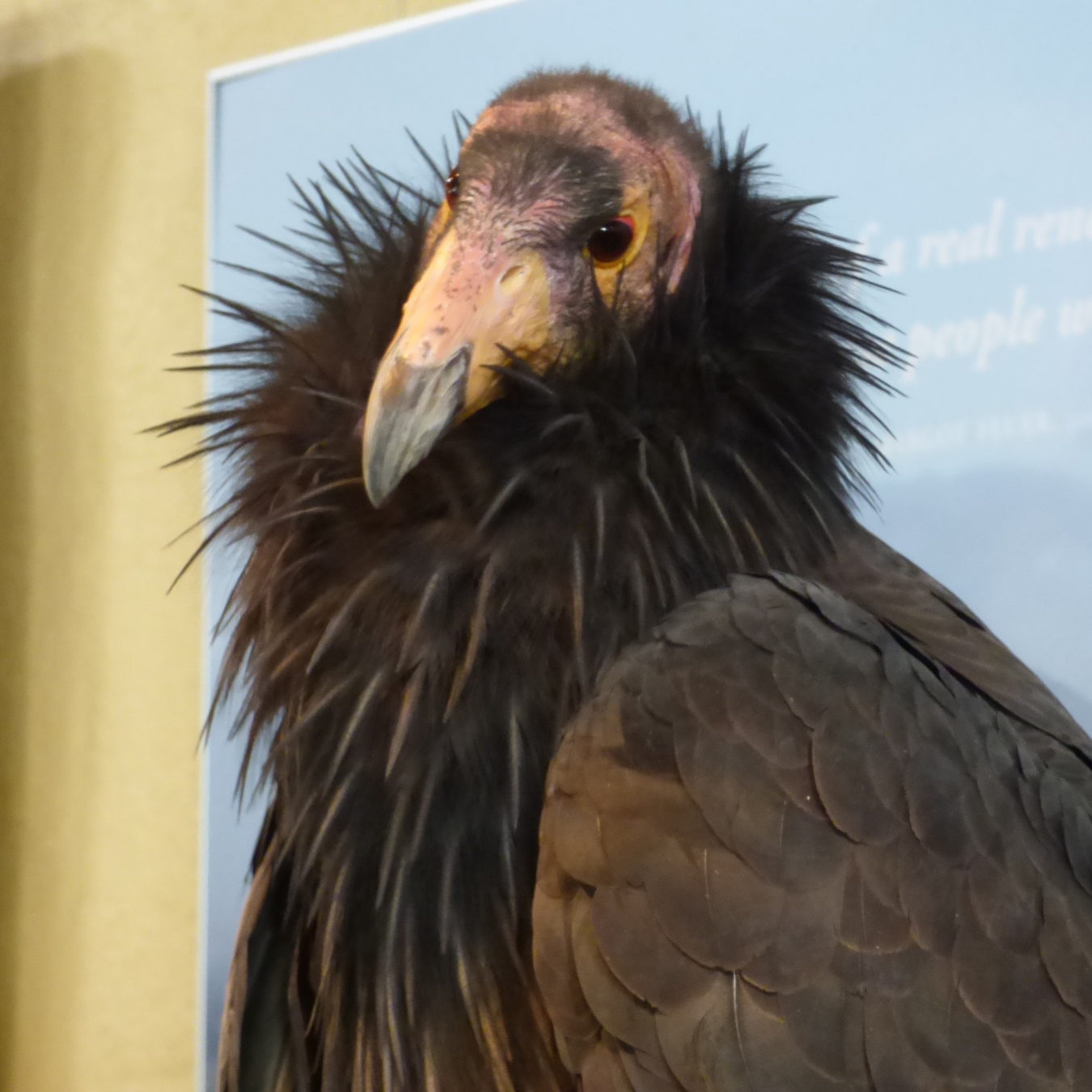 Bird Fest Features Winged Ambassadors