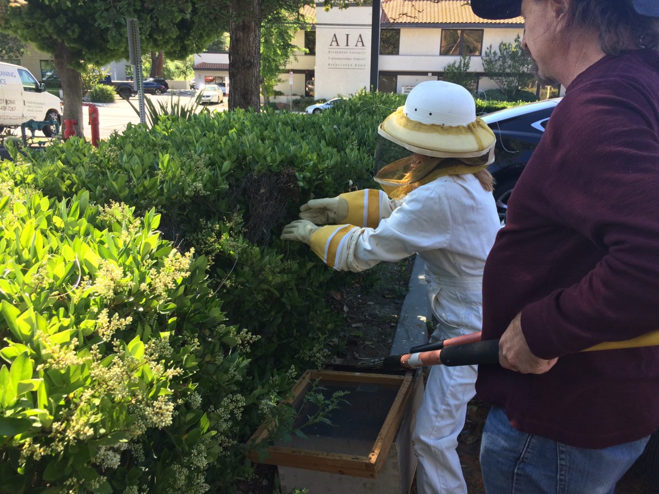Bee Rescue in Calabasas