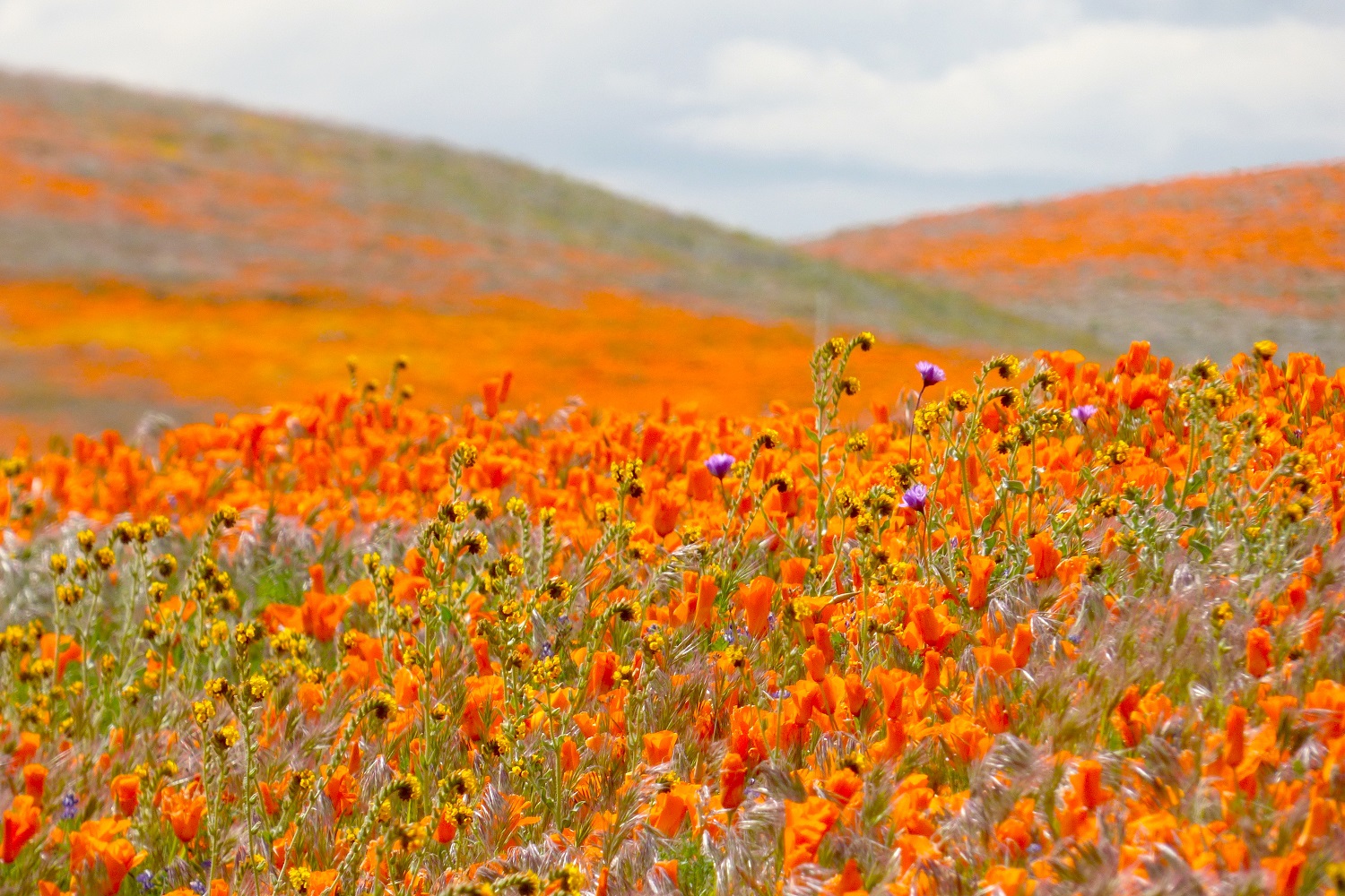 Poppy Pilgrimage Is Worth the Trek – M'Online