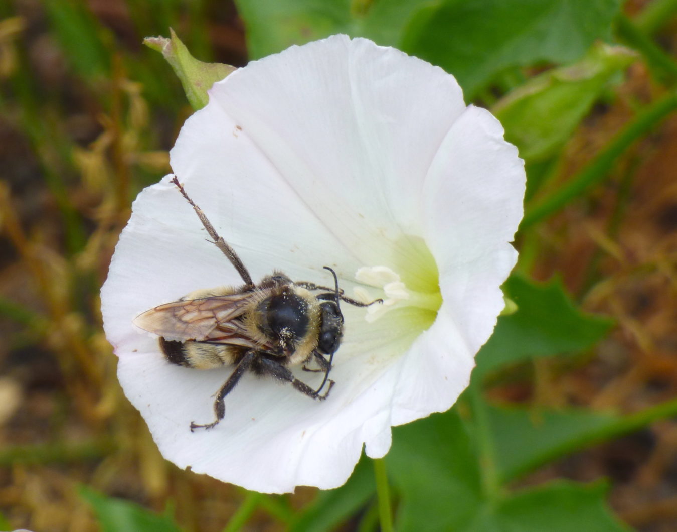 Saving Bumblebees and Beyond – M'Online