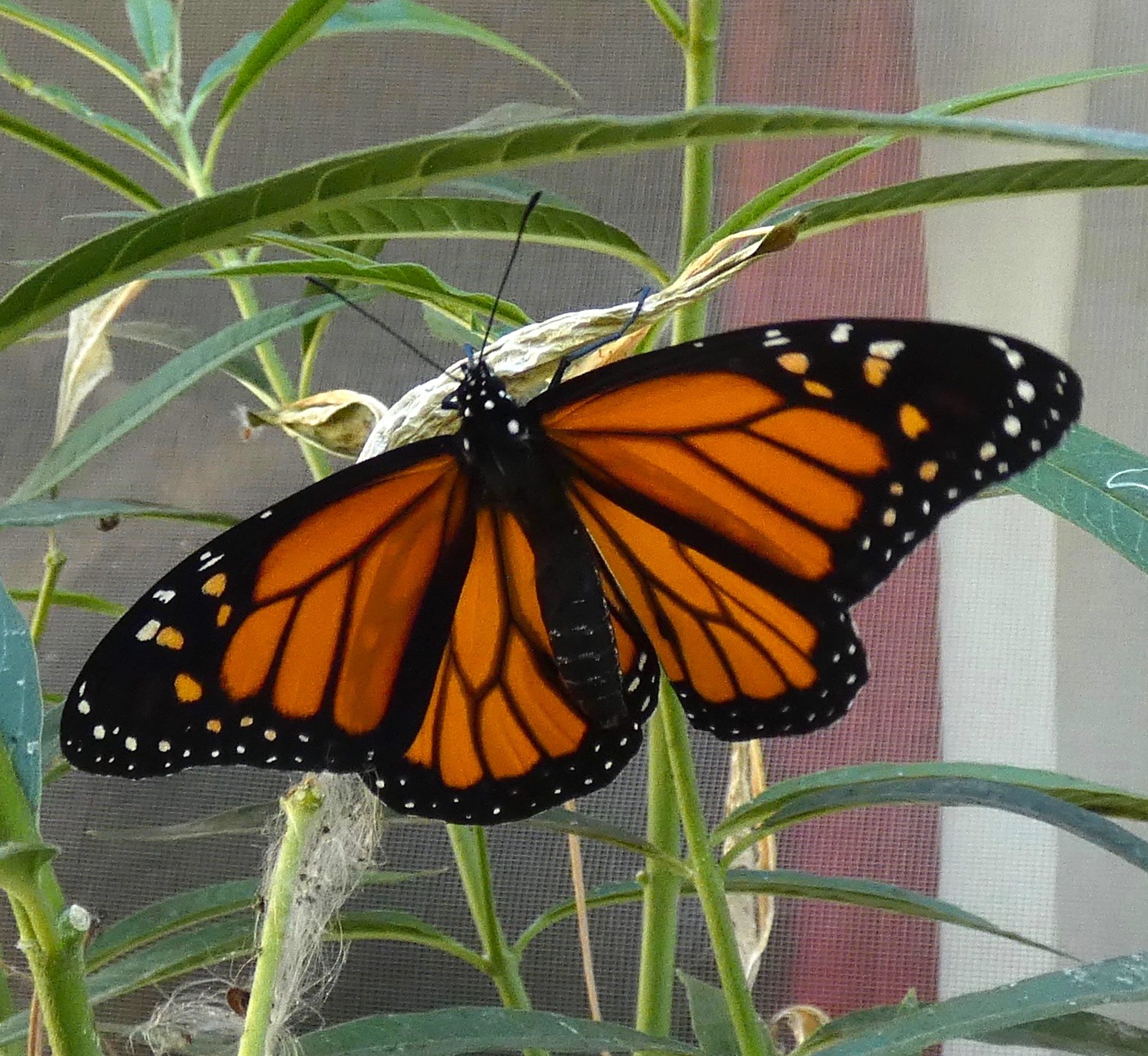 Autumn Monarch