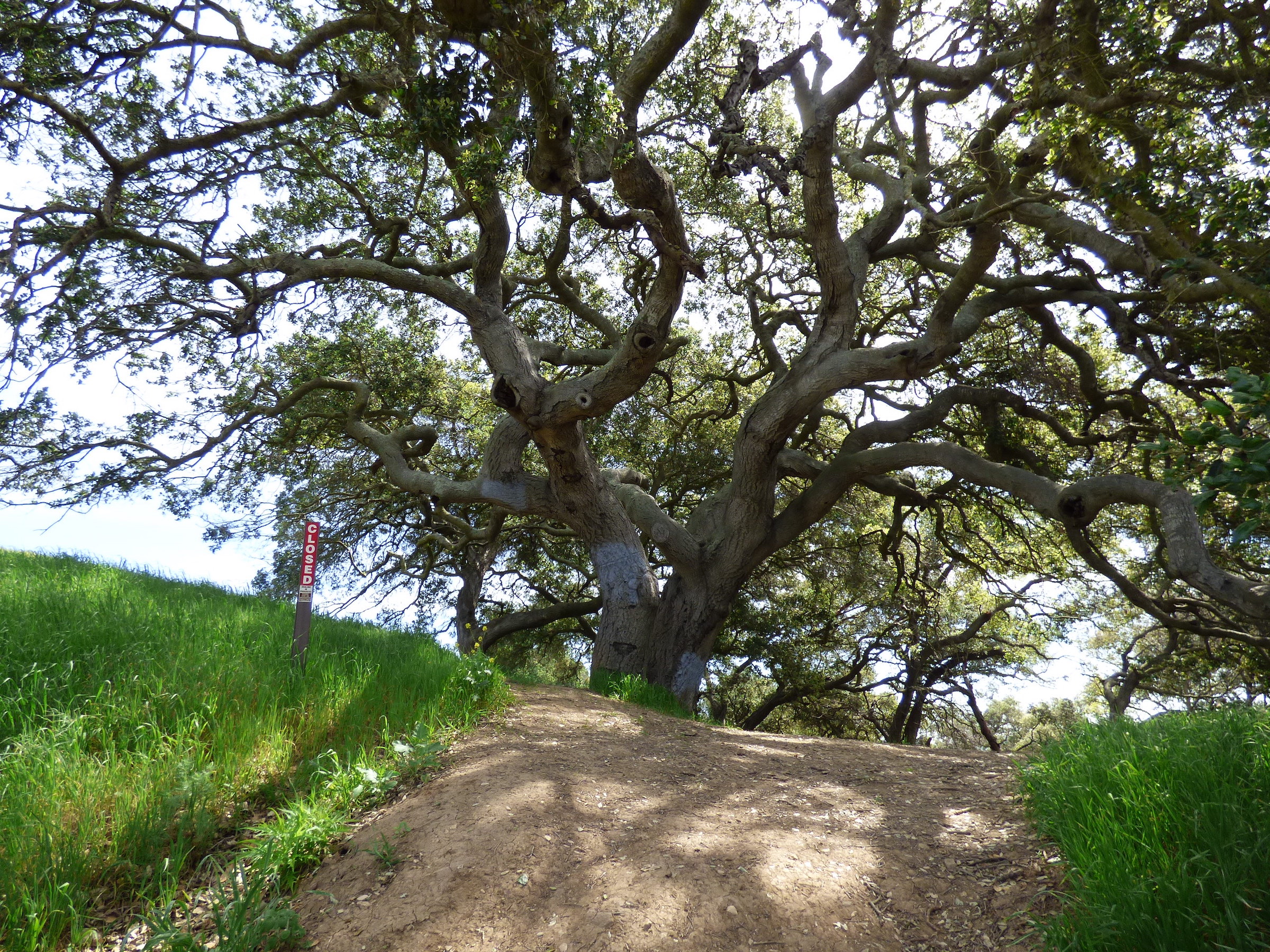 Topanga State Park M Online